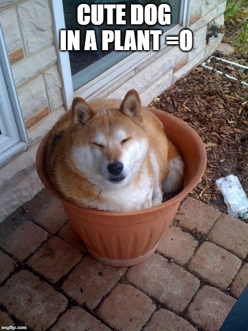 plant doge | CUTE DOG IN A PLANT =O | image tagged in plant doge | made w/ Imgflip meme maker