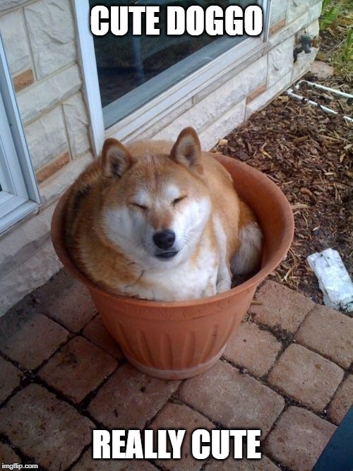 plant doge | CUTE DOGGO; REALLY CUTE | image tagged in plant doge | made w/ Imgflip meme maker