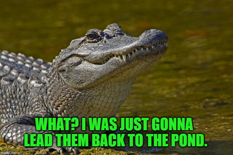 Aligatorlolhoe | WHAT? I WAS JUST GONNA LEAD THEM BACK TO THE POND. | image tagged in aligatorlolhoe | made w/ Imgflip meme maker