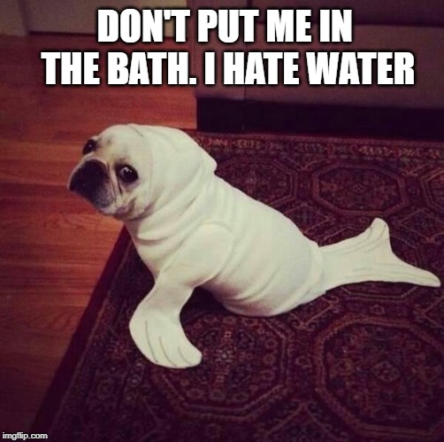 Halloween Dog Seal | DON'T PUT ME IN THE BATH. I HATE WATER | image tagged in halloween dog seal | made w/ Imgflip meme maker