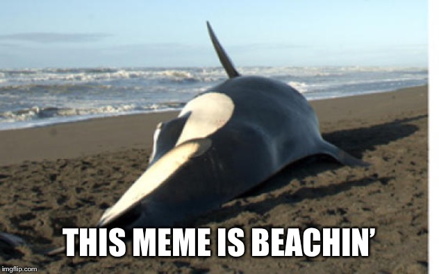 whale | THIS MEME IS BEACHIN’ | image tagged in whale | made w/ Imgflip meme maker