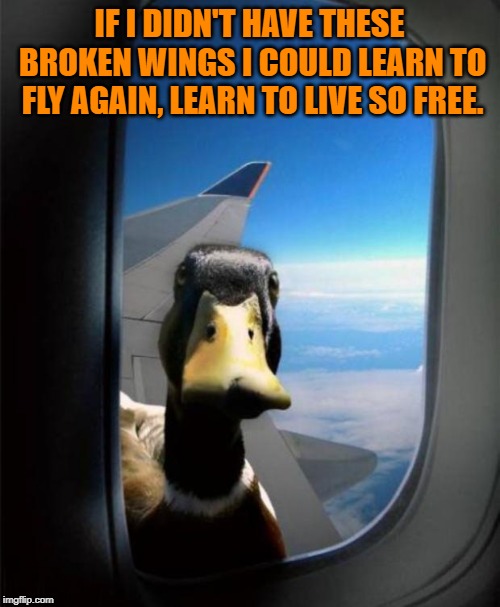 Duck on plane wing | IF I DIDN'T HAVE THESE BROKEN WINGS I COULD LEARN TO FLY AGAIN, LEARN TO LIVE SO FREE. | image tagged in duck on plane wing | made w/ Imgflip meme maker