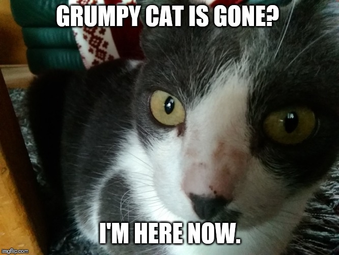 Close cat | GRUMPY CAT IS GONE? I'M HERE NOW. | image tagged in close cat | made w/ Imgflip meme maker