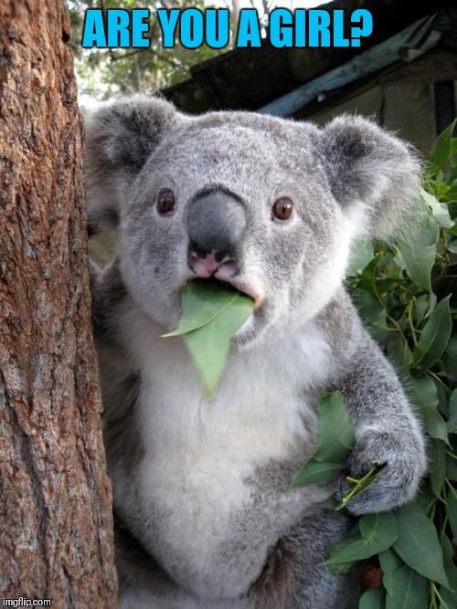 Surprised Koala Meme | ARE YOU A GIRL? | image tagged in memes,surprised koala | made w/ Imgflip meme maker