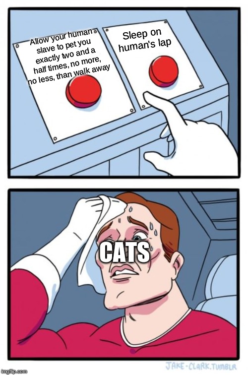 Two Buttons | Sleep on human's lap; Allow your human slave to pet you exactly two and a half times, no more, no less, than walk away; CATS | image tagged in memes,two buttons | made w/ Imgflip meme maker