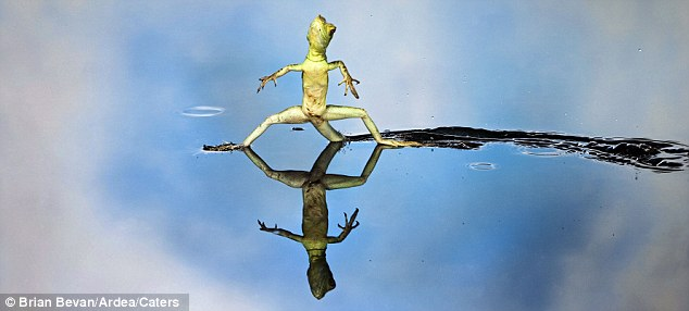 JC lizard Blank Meme Template