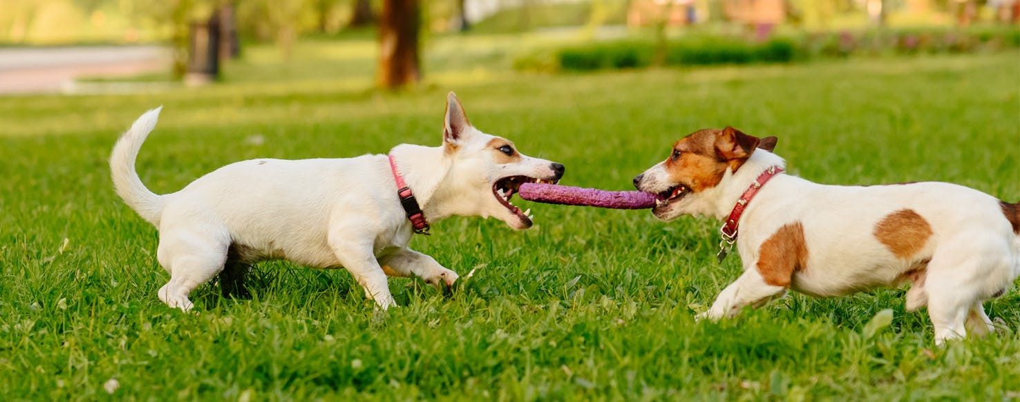 Tug of War Blank Meme Template