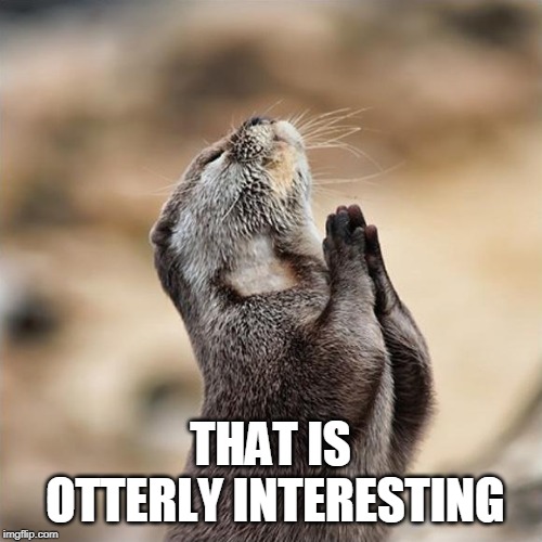 Praying Otter | THAT IS OTTERLY INTERESTING | image tagged in praying otter | made w/ Imgflip meme maker