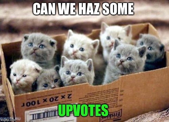 box of cats | CAN WE HAZ SOME; UPVOTES | image tagged in box of cats | made w/ Imgflip meme maker