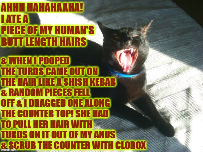 DISGUSTING TURD | & WHEN I POOPED THE TURDS CAME OUT ON THE HAIR LIKE A SHISH KEBAB & RANDOM PIECES FELL OFF & I DRAGGED ONE ALONG THE COUNTER TOP! SHE HAD TO PULL HER HAIR WITH TURDS ON IT OUT OF MY ANUS & SCRUB THE COUNTER WITH CLOROX; AHHH HAHAHAAHA! I ATE A PIECE OF MY HUMAN'S BUTT LENGTH HAIRS | image tagged in disgusting turd | made w/ Imgflip meme maker