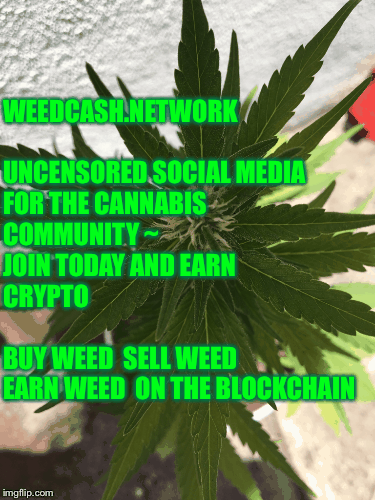 WEEDCASH.NETWORK          





UNCENSORED SOCIAL MEDIA FOR THE CANNABIS COMMUNITY ~          JOIN TODAY AND EARN CRYPTO 
     
                          BUY WEED 
SELL WEED 
EARN WEED 
ON THE BLOCKCHAIN | image tagged in gifs | made w/ Imgflip images-to-gif maker