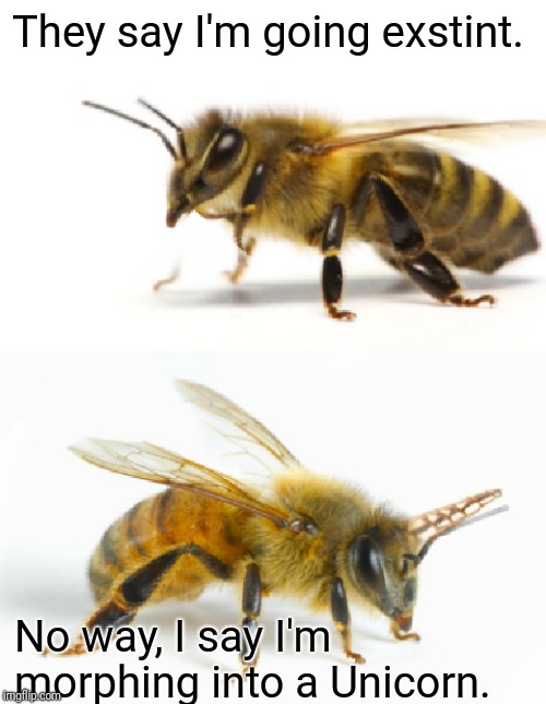 Treat bees like unicorns. | They say I'm going exstint. No way, I say I'm morphing into a Unicorn. | image tagged in bees,unicorn,love,nature,cute,sad | made w/ Imgflip meme maker