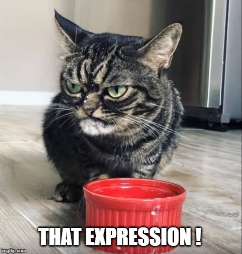 grumpy mk2 | THAT EXPRESSION ! | image tagged in grumpy cat | made w/ Imgflip meme maker