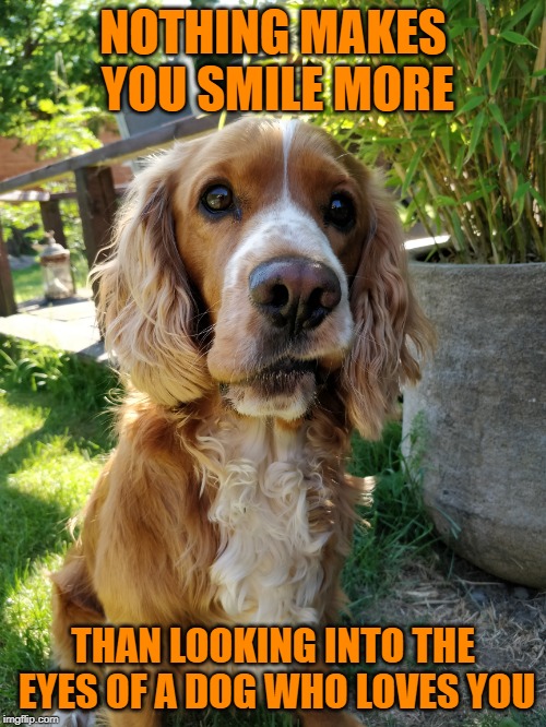 Love | NOTHING MAKES YOU SMILE MORE; THAN LOOKING INTO THE EYES OF A DOG WHO LOVES YOU | image tagged in charlie | made w/ Imgflip meme maker