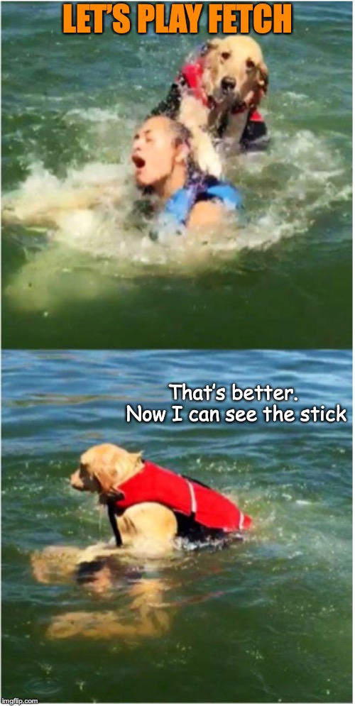 Water Sports | LET’S PLAY FETCH; That’s better. Now I can see the stick | image tagged in fetch,dog,water,sport,drown | made w/ Imgflip meme maker