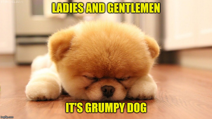Sleeping dog | LADIES AND GENTLEMEN IT'S GRUMPY DOG | image tagged in sleeping dog | made w/ Imgflip meme maker