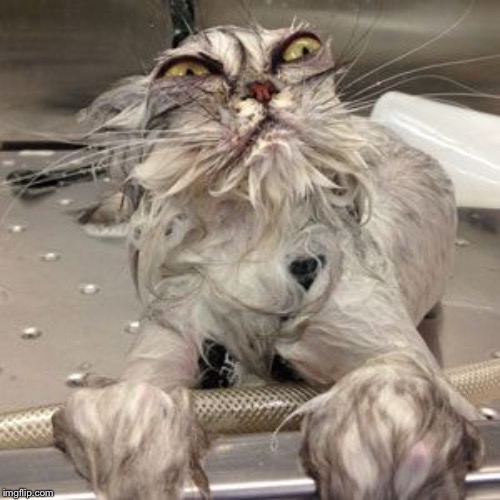 ugly cat bath | image tagged in ugly cat bath | made w/ Imgflip meme maker
