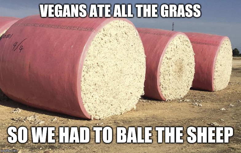 Sheep bales | VEGANS ATE ALL THE GRASS; SO WE HAD TO BALE THE SHEEP | image tagged in vegan,bale,sheep,grass,cotton | made w/ Imgflip meme maker
