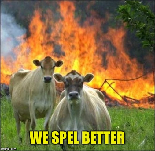 Evil Cows Meme | WE SPEL BETTER | image tagged in memes,evil cows | made w/ Imgflip meme maker