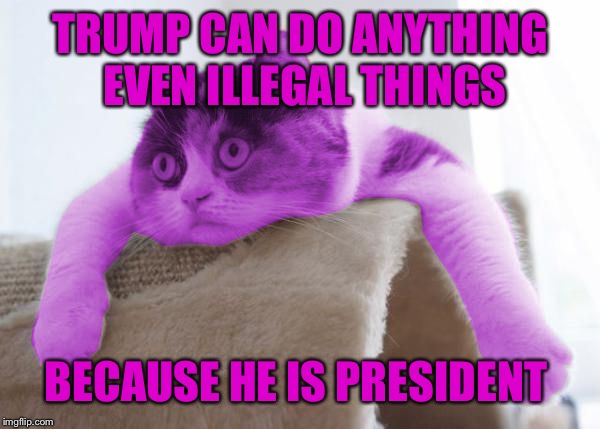 RayCat Stare | TRUMP CAN DO ANYTHING EVEN ILLEGAL THINGS BECAUSE HE IS PRESIDENT | image tagged in raycat stare | made w/ Imgflip meme maker