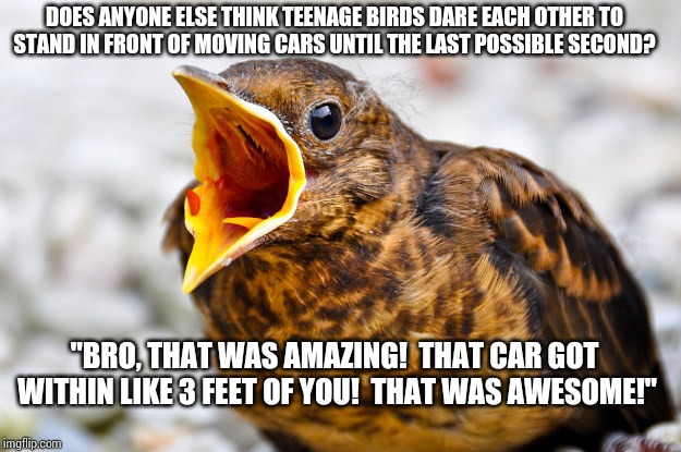Screaming Bird | DOES ANYONE ELSE THINK TEENAGE BIRDS DARE EACH OTHER TO STAND IN FRONT OF MOVING CARS UNTIL THE LAST POSSIBLE SECOND? "BRO, THAT WAS AMAZING!  THAT CAR GOT WITHIN LIKE 3 FEET OF YOU!  THAT WAS AWESOME!" | image tagged in screaming bird | made w/ Imgflip meme maker