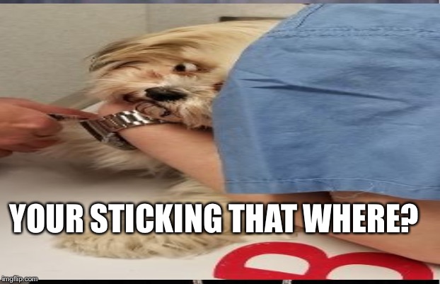 YOUR STICKING THAT WHERE? | image tagged in needles | made w/ Imgflip meme maker