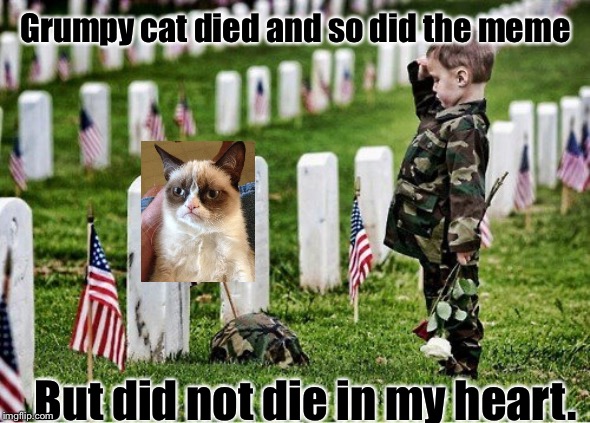 Salute the dead | Grumpy cat died and so did the meme; But did not die in my heart. | image tagged in salute the dead | made w/ Imgflip meme maker