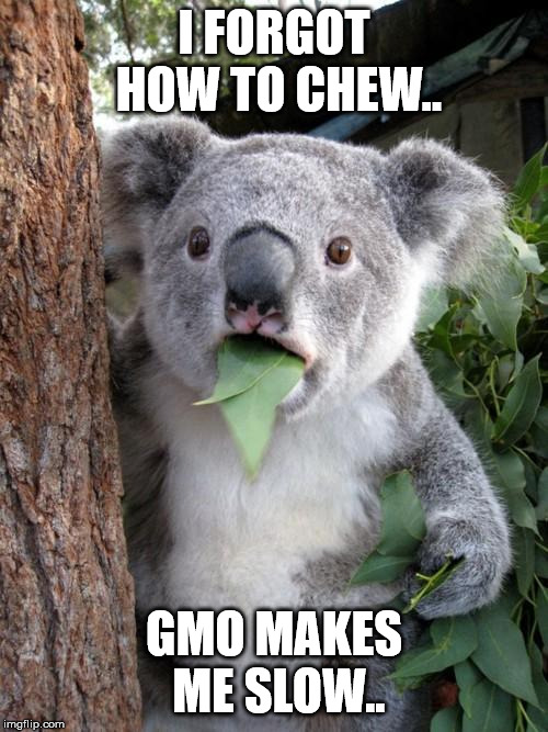 Surprised Koala Meme | I FORGOT HOW TO CHEW.. GMO MAKES ME SLOW.. | image tagged in memes,surprised koala | made w/ Imgflip meme maker