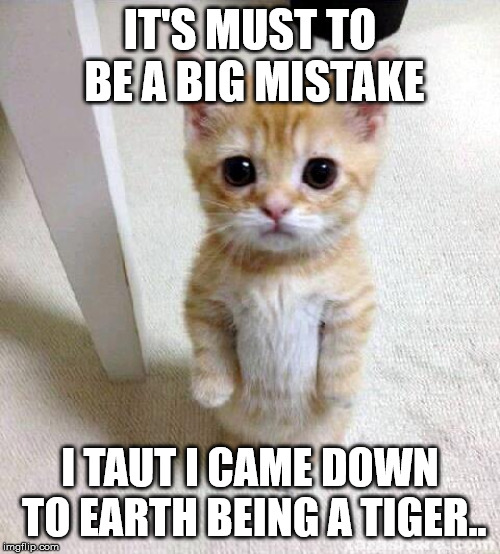 Cute Cat Meme | IT'S MUST TO BE A BIG MISTAKE; I TAUT I CAME DOWN TO EARTH BEING A TIGER.. | image tagged in memes,cute cat | made w/ Imgflip meme maker