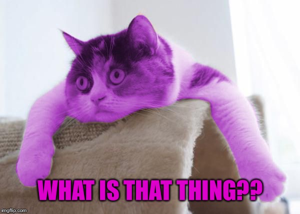 RayCat Stare | WHAT IS THAT THING?? | image tagged in raycat stare | made w/ Imgflip meme maker