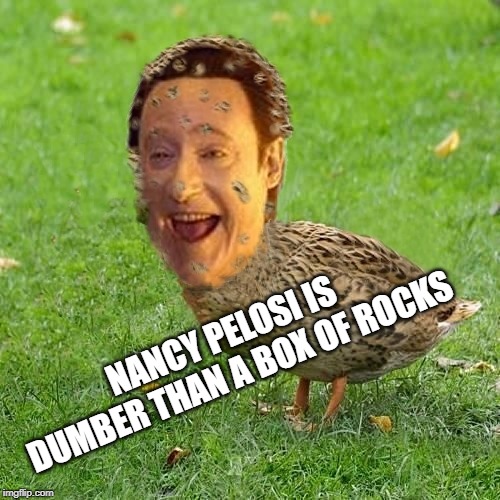 The Data Ducky | NANCY PELOSI IS DUMBER THAN A BOX OF ROCKS | image tagged in the data ducky | made w/ Imgflip meme maker