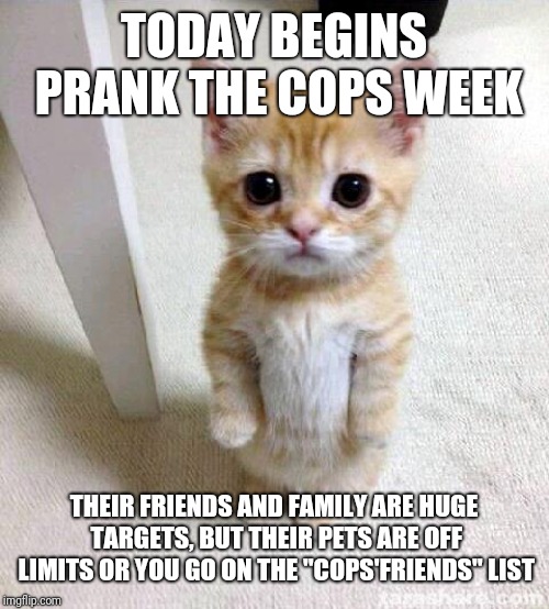 Cute Cat Meme | TODAY BEGINS PRANK THE COPS WEEK; THEIR FRIENDS AND FAMILY ARE HUGE TARGETS, BUT THEIR PETS ARE OFF LIMITS OR YOU GO ON THE "COPS'FRIENDS" LIST | image tagged in memes,cute cat | made w/ Imgflip meme maker