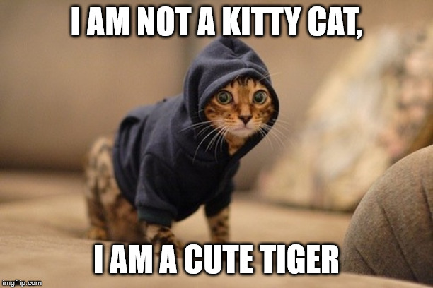 Hoody Cat Meme | I AM NOT A KITTY CAT, I AM A CUTE TIGER | image tagged in memes,hoody cat | made w/ Imgflip meme maker