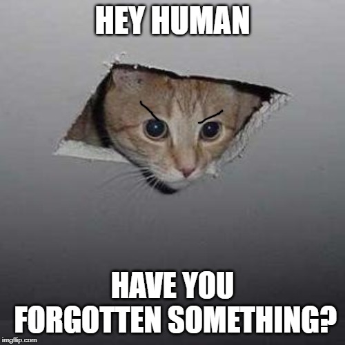 Ceiling Cat Meme | HEY HUMAN; HAVE YOU FORGOTTEN SOMETHING? | image tagged in memes,ceiling cat | made w/ Imgflip meme maker