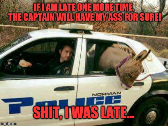 Donkey in Police Car | IF I AM LATE ONE MORE TIME, THE CAPTAIN WILL HAVE MY ASS FOR SURE! SHIT, I WAS LATE... | image tagged in donkey in police car | made w/ Imgflip meme maker