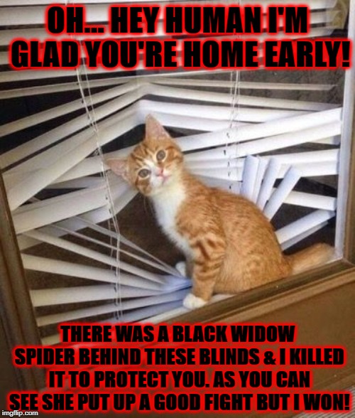 LYING TURD | OH... HEY HUMAN I'M GLAD YOU'RE HOME EARLY! THERE WAS A BLACK WIDOW SPIDER BEHIND THESE BLINDS & I KILLED IT TO PROTECT YOU. AS YOU CAN SEE SHE PUT UP A GOOD FIGHT BUT I WON! | image tagged in lying turd | made w/ Imgflip meme maker