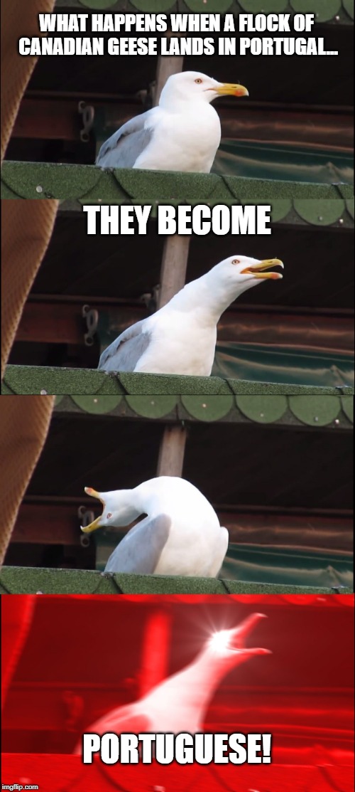 Inhaling Seagull | WHAT HAPPENS WHEN A FLOCK OF CANADIAN GEESE LANDS IN PORTUGAL... THEY BECOME; PORTUGUESE! | image tagged in memes,inhaling seagull | made w/ Imgflip meme maker