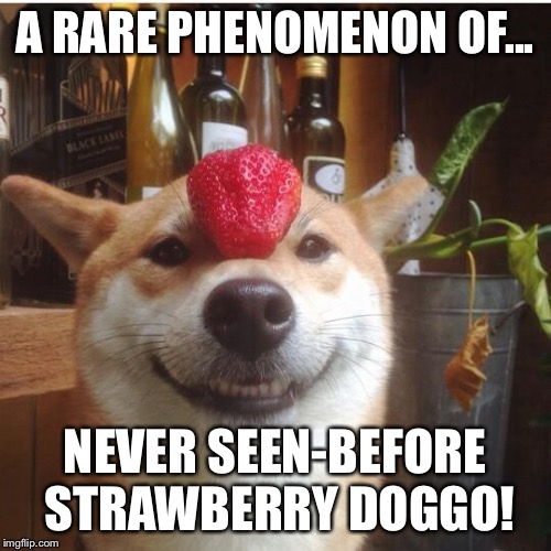 Thank You Shibe | A RARE PHENOMENON OF... NEVER SEEN-BEFORE STRAWBERRY DOGGO! | image tagged in thank you shibe | made w/ Imgflip meme maker