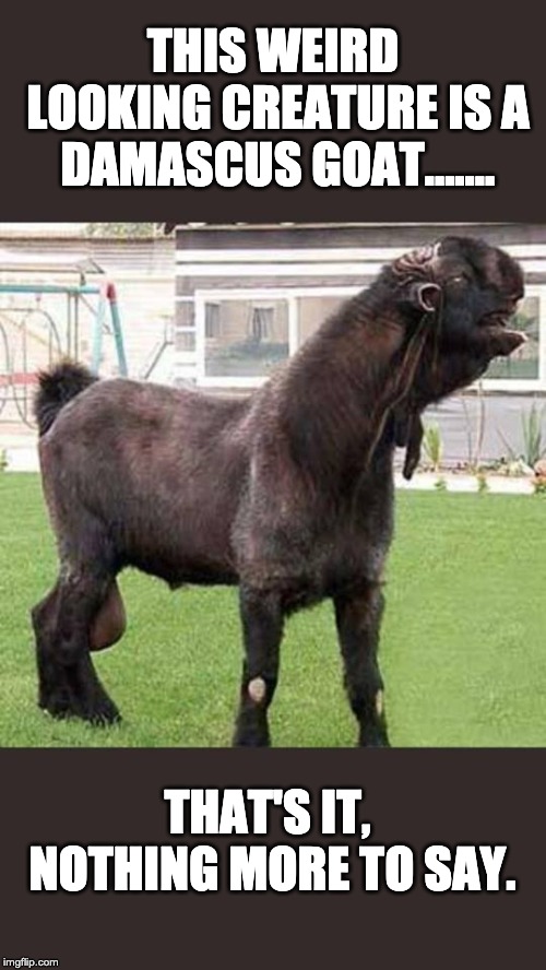 Damascus Goat | THIS WEIRD LOOKING CREATURE IS A DAMASCUS GOAT....... THAT'S IT, NOTHING MORE TO SAY. | image tagged in damascus goat | made w/ Imgflip meme maker