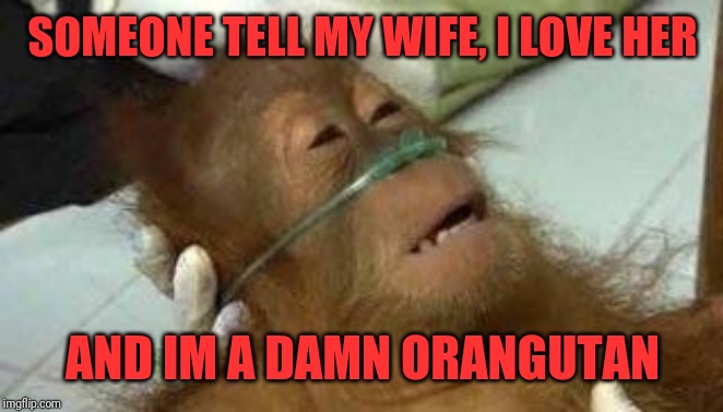Sick Orangutan | SOMEONE TELL MY WIFE, I LOVE HER; AND IM A DAMN ORANGUTAN | image tagged in sick orangutan | made w/ Imgflip meme maker