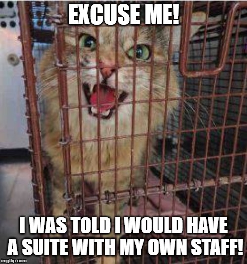demanding cat | EXCUSE ME! I WAS TOLD I WOULD HAVE A SUITE WITH MY OWN STAFF! | image tagged in shelter cat,demanding cat | made w/ Imgflip meme maker