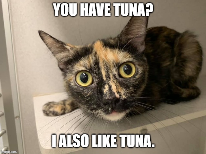 shelter cat | YOU HAVE TUNA? I ALSO LIKE TUNA. | image tagged in tuna cat,tuna,cat | made w/ Imgflip meme maker