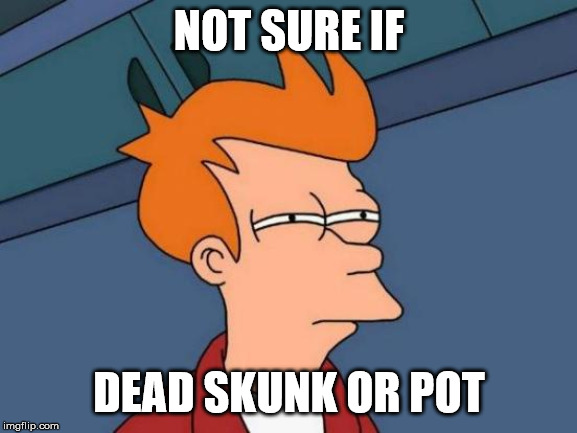 Futurama Fry Meme | NOT SURE IF; DEAD SKUNK OR POT | image tagged in memes,futurama fry,Tacoma | made w/ Imgflip meme maker