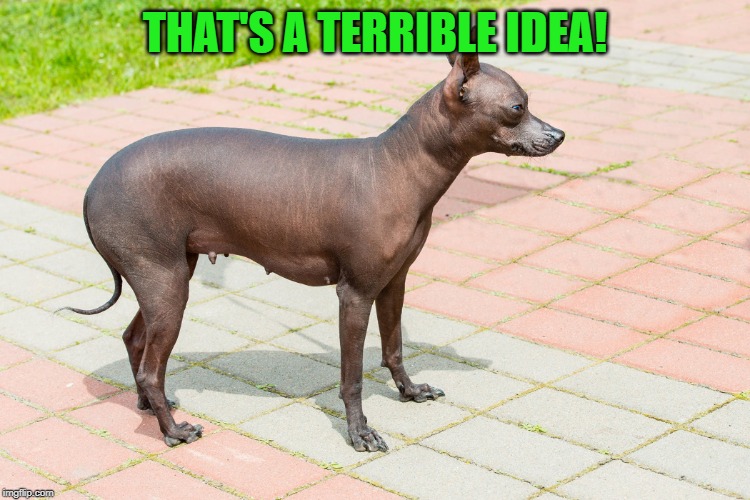 Bald Dog | THAT'S A TERRIBLE IDEA! | image tagged in bald dog | made w/ Imgflip meme maker