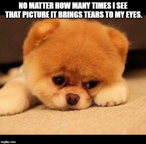 sad dog | NO MATTER HOW MANY TIMES I SEE THAT PICTURE IT BRINGS TEARS TO MY EYES. | image tagged in sad dog | made w/ Imgflip meme maker