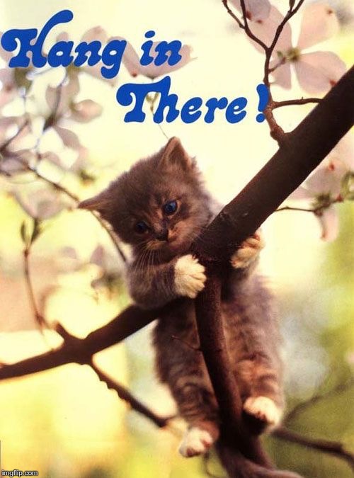 Hang in there cat | image tagged in hang in there cat | made w/ Imgflip meme maker
