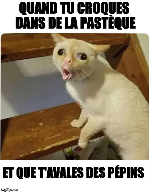 cat smells fart | QUAND TU CROQUES DANS DE LA PASTÈQUE; ET QUE T'AVALES DES PÉPINS | image tagged in cat smells fart | made w/ Imgflip meme maker