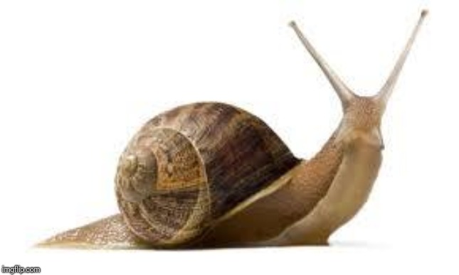 SNAIL | image tagged in snail | made w/ Imgflip meme maker