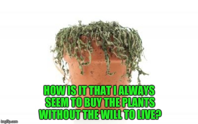 Green Thumb | HOW IS IT THAT I ALWAYS SEEM TO BUY THE PLANTS WITHOUT THE WILL TO LIVE? | image tagged in dead plant,funny,funny memes,memes,gardening,garden | made w/ Imgflip meme maker