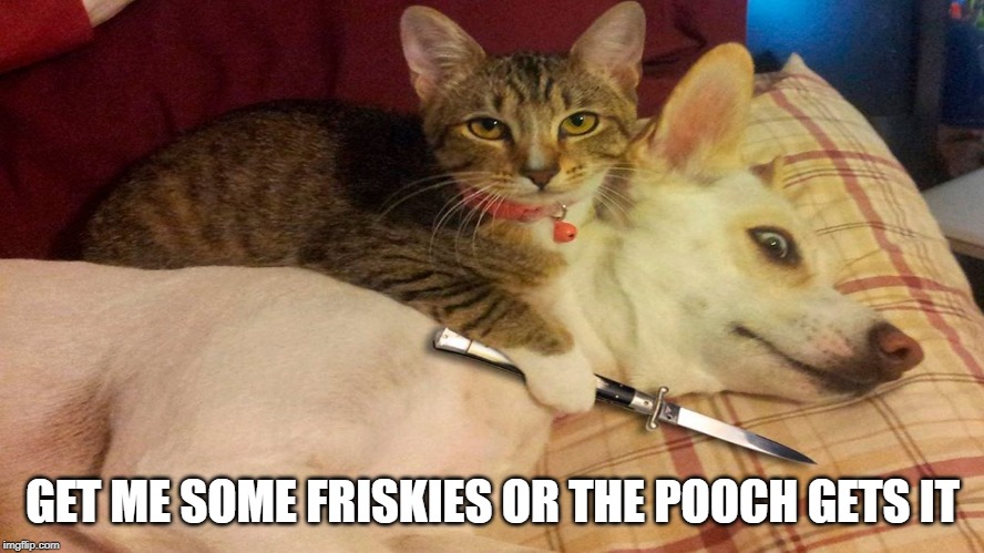 Hungry Cat | GET ME SOME FRISKIES OR THE POOCH GETS IT | image tagged in funny cats | made w/ Imgflip meme maker